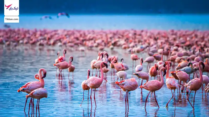 دریاچه ناکورو کنیا