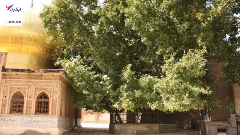 چنار خونبار الموت