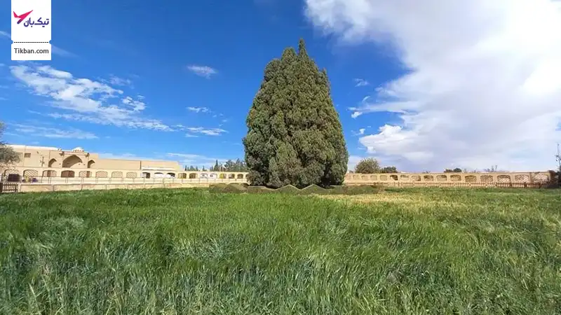 سرو ابرکوه یزد