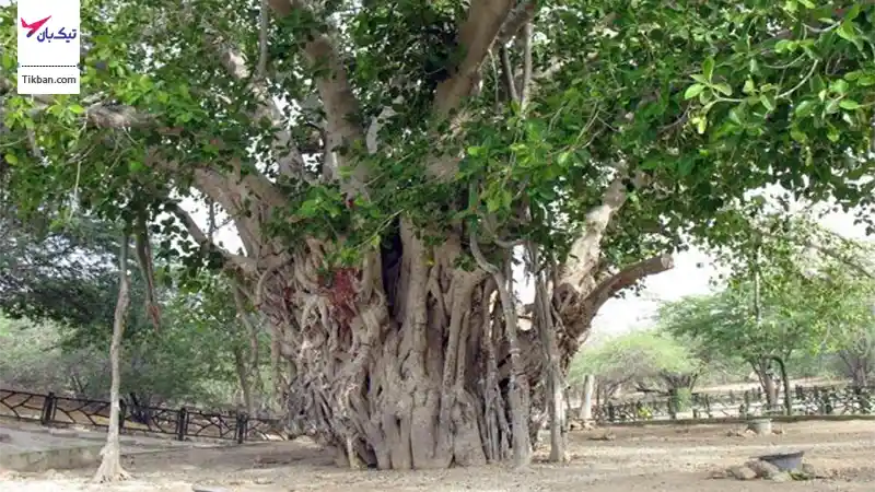 درخت آرزوها کیش