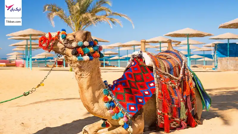 شتر سواری در کیش