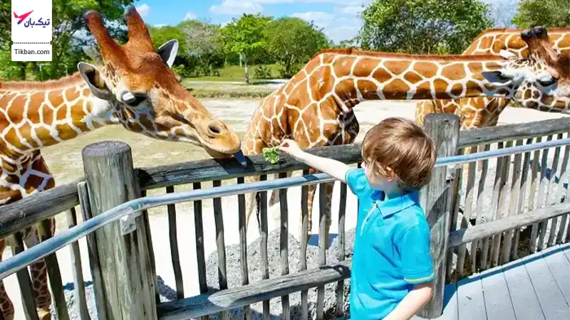 مزرعه کودکان سافاری پاک