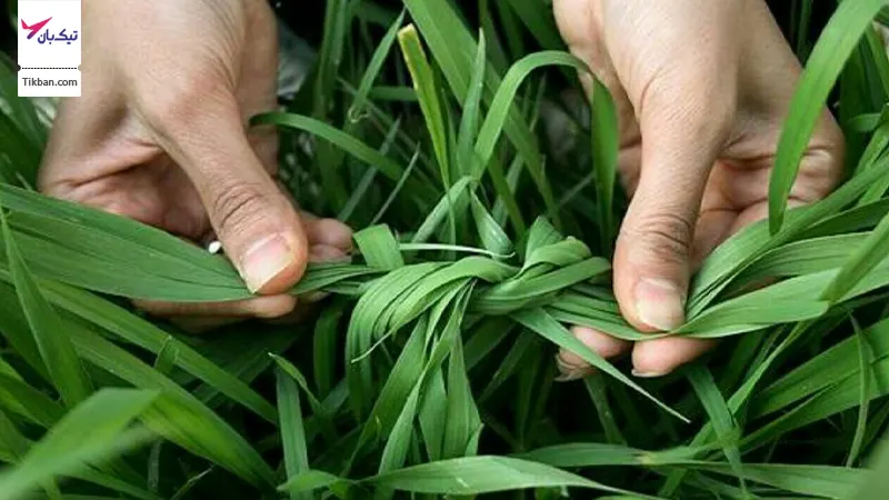 گره زدن سبزه در سیزده بدر