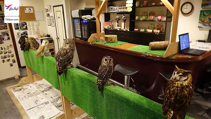 کافه جغد توکیو