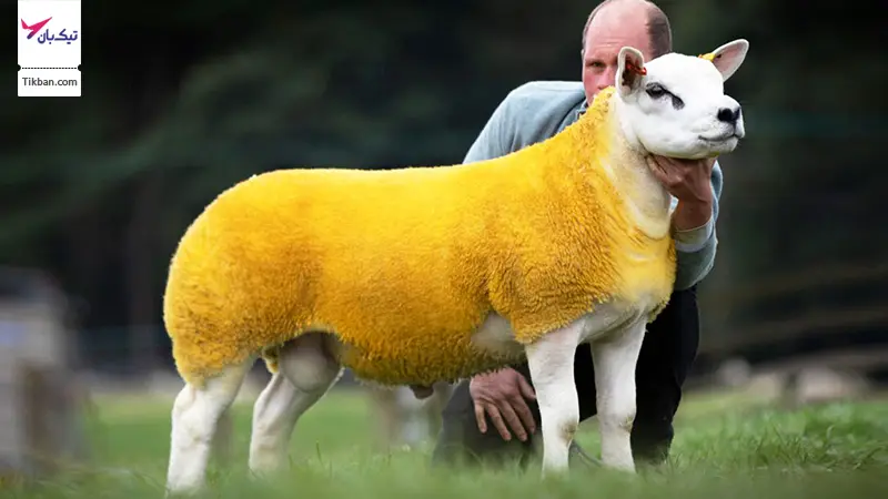 گوسفند نژاد دولان