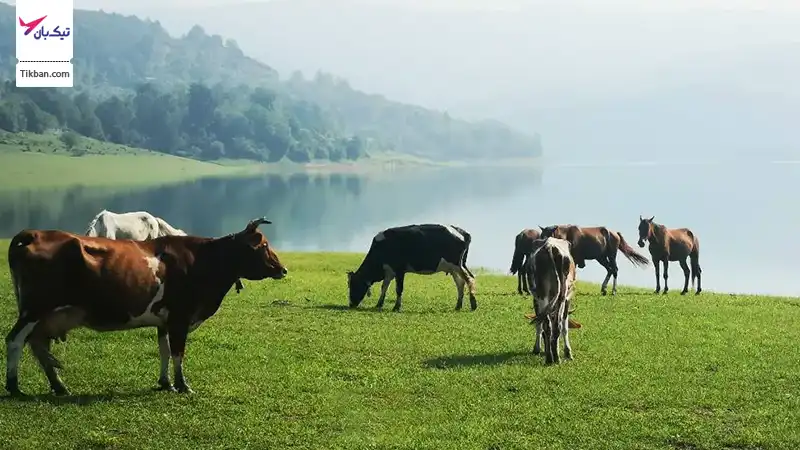 دریاچه لفور